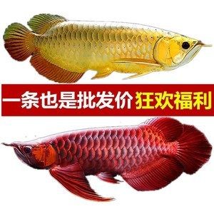 紅龍魚吃什么激素可以上色快（紅龍魚吃什么上色快） 龍魚百科 第3張