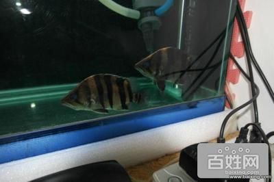 過背金龍魚幼魚能長多大（過背金龍魚一個(gè)月能長多少厘米過背金龍魚一個(gè)月能長多少厘米）