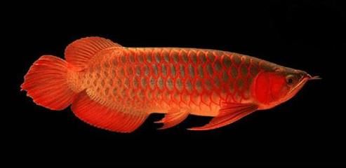 紅龍魚(yú) 燈光強(qiáng)度多少合適（紅龍魚(yú)燈光強(qiáng)度應(yīng)該根據(jù)龍魚(yú)的成長(zhǎng)階段和水族箱的尺寸來(lái)調(diào)整） 龍魚(yú)百科 第1張