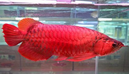 紅龍魚品質(zhì)等級排名最新（紅龍魚品質(zhì)等級排名）