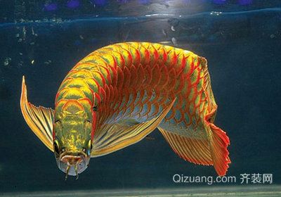 關(guān)于龍魚的傳說和歷史（水族圈分享龍魚歷史-龍魚的起源與種類分布） 龍魚百科 第1張