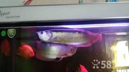 40公分到龍魚每天喂（30-40公分的龍魚一天喂幾次） 龍魚百科 第3張