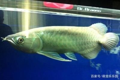 紅龍和白子銀龍魚混養(yǎng)（紅龍魚可以和銀龍魚混養(yǎng)嗎？） 龍魚百科 第3張