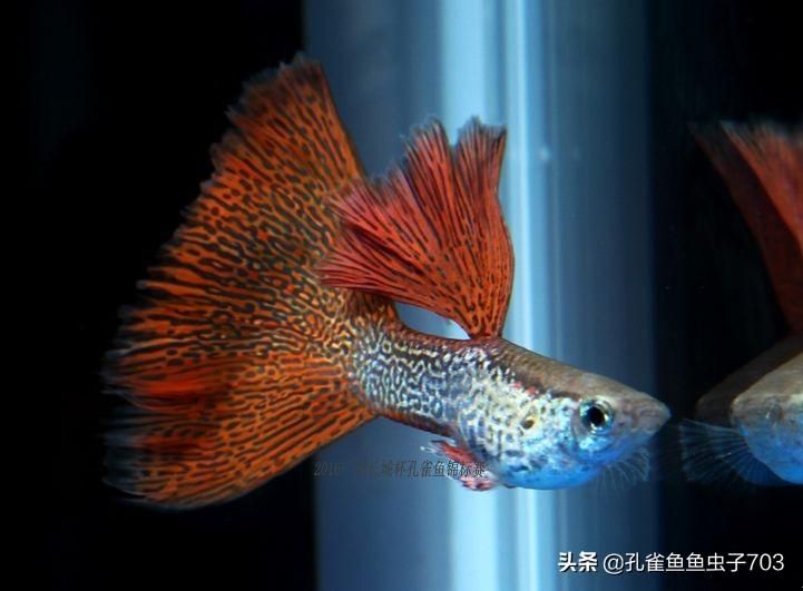 紅金龍魚高清壁紙豎屏（求紅金龍魚高清壁紙360問答）