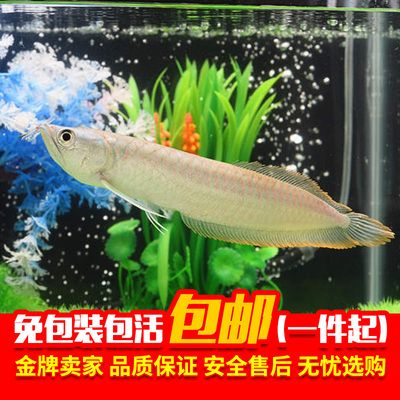 觀賞魚銀龍魚能長多大（銀龍魚有多大告訴你）