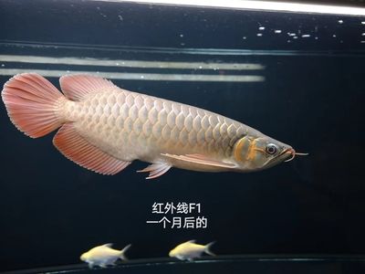 紅龍魚(yú)哪個(gè)品牌好（卡普瓦斯之光紅龍魚(yú)品牌排行榜-十大品牌排行榜） 龍魚(yú)百科 第6張