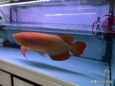 紅龍魚(yú)鑒賞（如何鑒賞紅龍魚(yú)） 龍魚(yú)百科 第7張