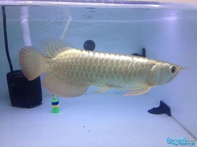 祥龍魚場水族館加盟費多少錢一個月（祥龍魚場水族館具體加盟費用及每月費用詳細信息）