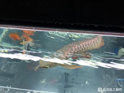 古典紫羅蘭龍魚用什么燈光好看（養(yǎng)金龍魚用什么顏色燈龍魚用什么顏色的燈光最好） 龍魚百科 第2張