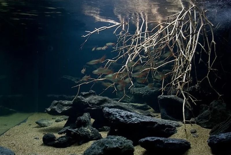 簡簡單單的美（泰國魚缸造景，簡簡單單弄個溪流缸，養(yǎng)點燈科魚和鼠魚也是非常漂亮的） 觀賞魚論壇 第1張