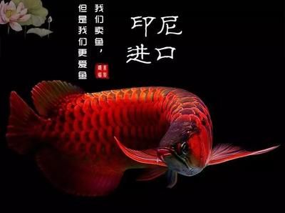 關(guān)于龍魚的說說文案短句子（關(guān)于龍魚的說說文案短句） 龍魚百科 第2張