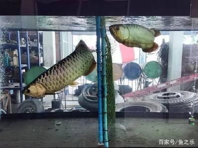 過背金龍魚挑選（如何挑選一條好的過背金龍魚）