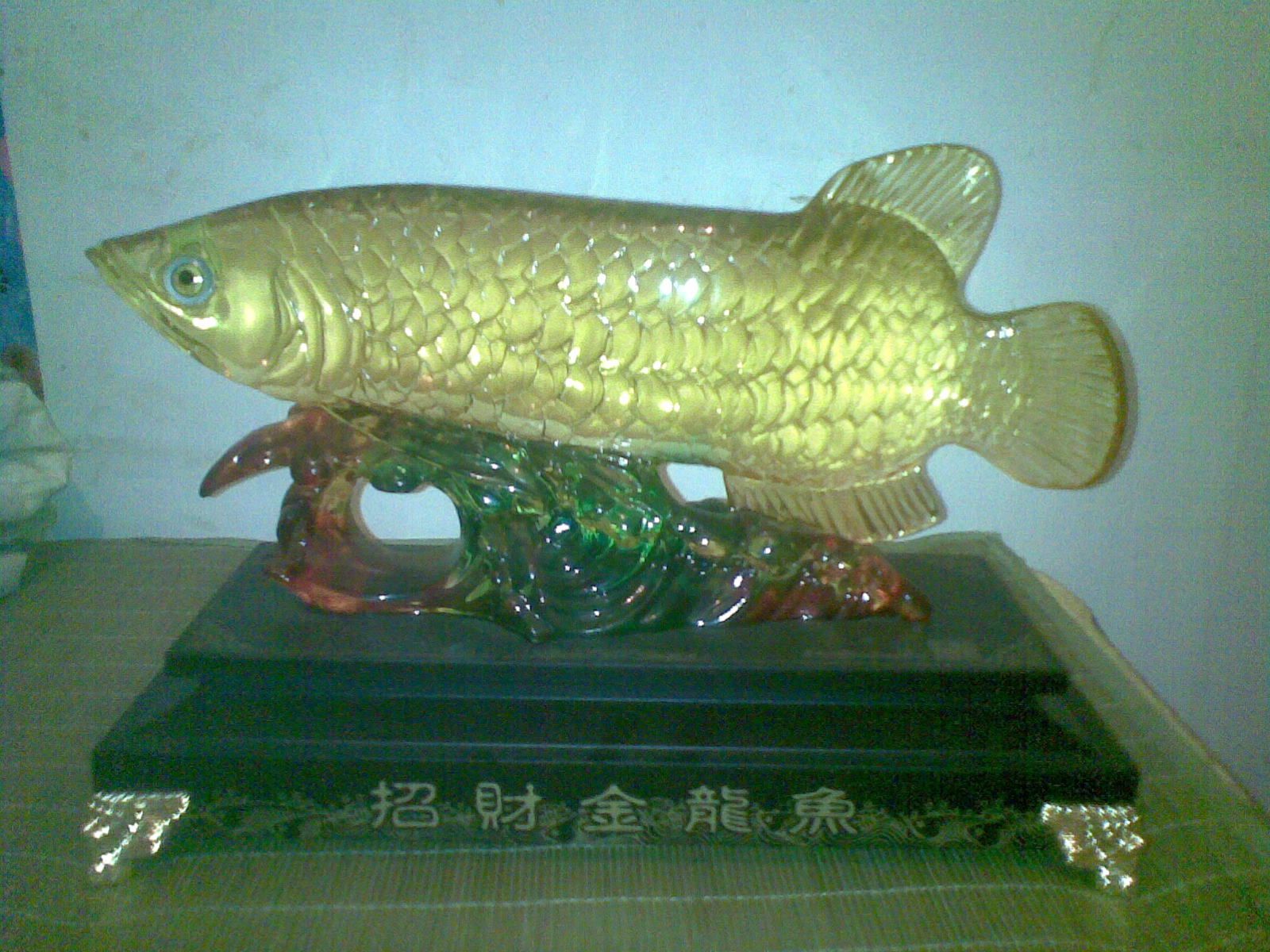 二手金龍魚(yú)買賣交易（二手金龍魚(yú)買賣信息）