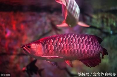 紅龍魚吃什么長得最快（紅龍魚吃什么長得快）