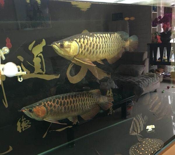 過(guò)背金龍魚(yú)是什么意思（什么是過(guò)背金龍魚(yú)）