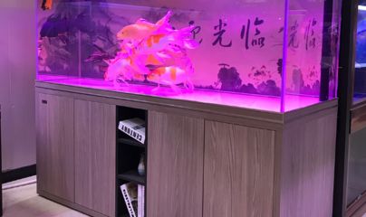 水族館加盟找祥龍魚場怎么樣（水族館加盟_水族館加盟費(fèi)查詢網(wǎng)賺錢超級簡單）