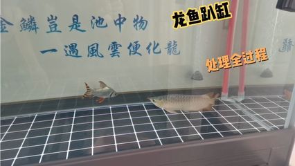 剛買回來的龍魚蹭缸了（龍魚蹭缸是什么原因） 龍魚百科 第2張