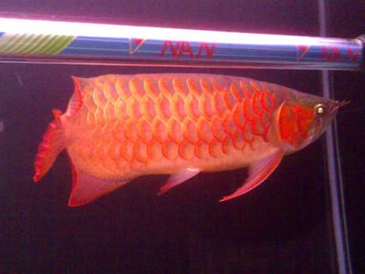 紅龍魚60厘米需要多少年（紅龍魚的壽命是多少年） 龍魚百科 第3張