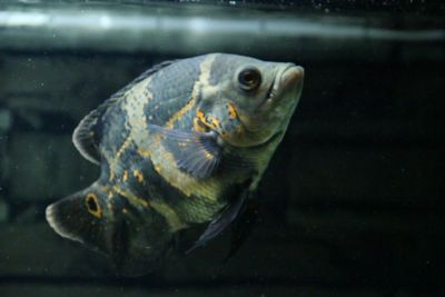 地圖魚和銀龍魚打架怎么辦（地圖魚和銀龍魚發(fā)生打架怎么辦） 龍魚百科 第2張