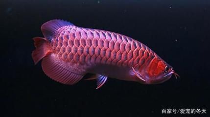 紅龍魚每天要喂多少食物（紅龍魚一天喂幾次，有什么喂食原則） 龍魚百科 第5張