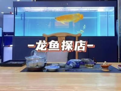 高端龍魚店（廣州龍魚高端龍魚店-成華雙橋子花鳥58同城） 龍魚百科 第3張