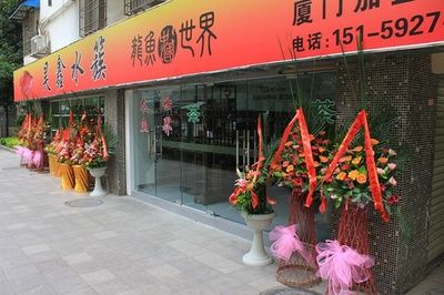 高端龍魚店（廣州龍魚高端龍魚店-成華雙橋子花鳥58同城） 龍魚百科 第2張