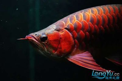 紅龍魚什么時候容易掉眼（紅龍魚掉眼怎么辦） 龍魚百科 第6張