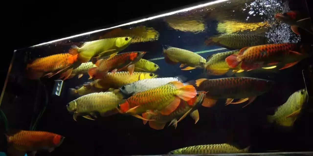 紅龍魚(yú)可以跟金龍魚(yú)銀龍魚(yú)一起養(yǎng)嗎（紅龍魚(yú)、金龍魚(yú)和銀龍魚(yú)混養(yǎng)理論上來(lái)說(shuō)是可以的） 龍魚(yú)百科 第4張