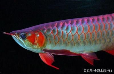 紅龍魚(yú)品種當(dāng)中當(dāng)以辣椒紅龍魚(yú)為極品嗎（什么品種紅龍魚(yú)最貴） 龍魚(yú)百科 第5張