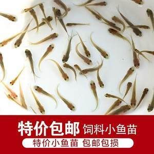 多大的銀龍魚(yú)可以吃小魚(yú)苗飼料（銀龍魚(yú)吃什么飼料最好） 龍魚(yú)百科 第3張