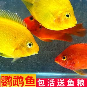 觀賞魚銀龍魚價(jià)格表（觀賞魚銀龍魚價(jià)格信息：銀龍魚價(jià)格信息）