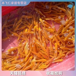 紅龍魚吃什么飼料最好養(yǎng)（紅龍魚的最佳飼料選擇對于其健康和美麗至關(guān)重要） 龍魚百科 第3張