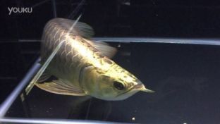 過(guò)背金龍魚(yú)喂什么發(fā)色好（過(guò)背金龍魚(yú)的發(fā)色好壞受多種因素影響金龍魚(yú)發(fā)色）