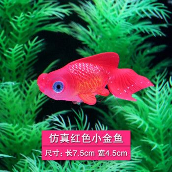 觀賞魚金龍魚（如何飼養(yǎng)金龍魚）