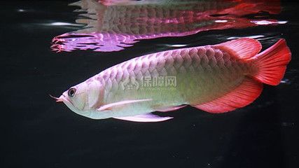 紅金龍魚(yú)吃什么有助顏色生成（紅金龍魚(yú)吃什么有助于發(fā)色）