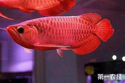 紅龍魚市場價(jià)（紅龍魚價(jià)格多少錢一條(紅龍魚市場價(jià)格行情） 龍魚百科 第5張