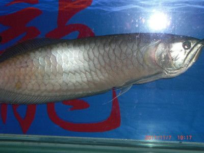 大銀龍魚價(jià)格多少錢一只（大銀龍魚價(jià)格受多種因素影響）