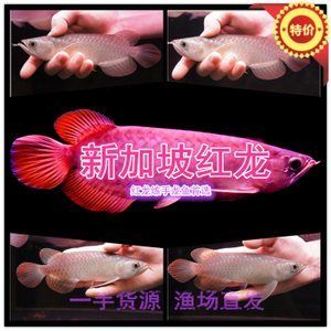 紅龍魚苗批發(fā)（最新紅龍魚苗價(jià)格、批發(fā)報(bào)價(jià)、價(jià)格大全）