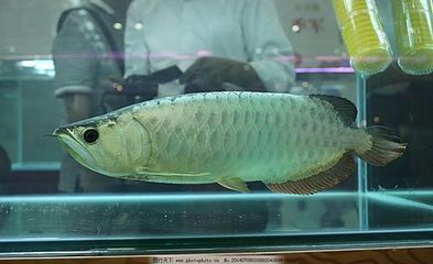 紅龍魚金龍魚銀龍魚（紅龍魚、金龍魚、銀龍魚、青龍魚、青龍魚養(yǎng)哪個更好） 龍魚百科 第4張