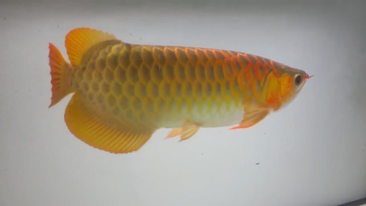 紅龍魚品相怎么看真假鑒別（如何鑒別紅龍魚） 龍魚百科 第2張