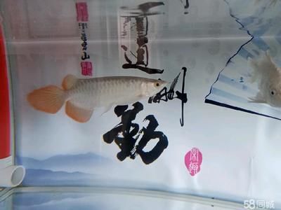 紅龍魚后三鰭不展開（紅龍魚后三鰭不展開怎么辦）