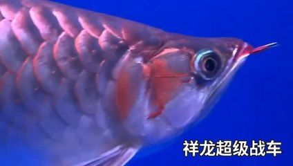 品牌魚(yú)缸find祥龍魚(yú)場(chǎng)（祥龍魚(yú)場(chǎng)-龍魚(yú)批發(fā)） 龍魚(yú)百科 第7張