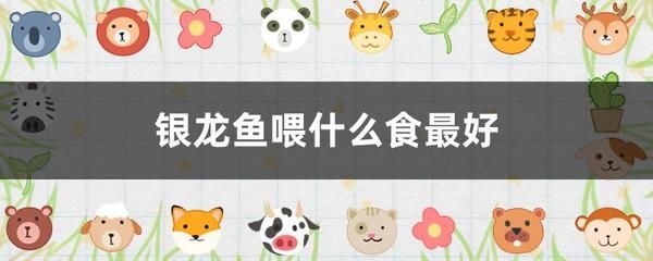 多大的銀龍魚可以喂泥鰍飼料（銀龍魚可以吃泥鰍嗎(銀龍魚吃什么飼料最好）