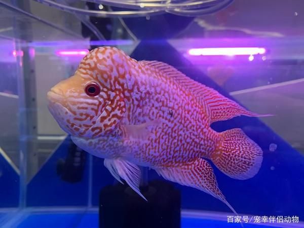 紅龍魚搭配什么魚好（紅龍魚和什么魚一起養(yǎng)）