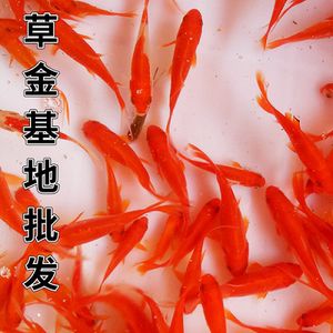 國內(nèi)紅龍魚繁殖基地（國內(nèi)有沒有紅龍魚繁殖基地？）