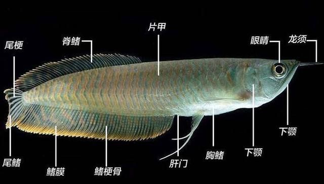 關于銀龍魚的說說（《關于銀龍魚的說說》,我家養(yǎng)了幾條銀龍魚） 龍魚百科 第3張