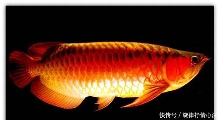 各種龍魚的寓意是什么意思（玉雕龍魚的寓意與象征） 龍魚百科 第2張