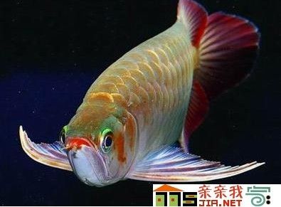 紅龍魚能活幾年壽命（紅龍魚的壽命是多少年紅龍魚的壽命是多少年能活多久） 龍魚百科 第2張