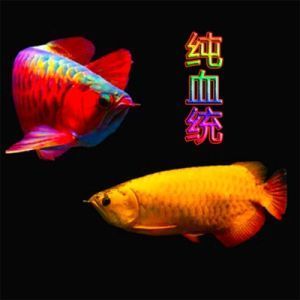 紅龍魚苗批發(fā)價(jià)格（紅龍魚苗價(jià)格-最新紅龍魚苗價(jià)格批發(fā)報(bào)價(jià)） 龍魚百科 第4張