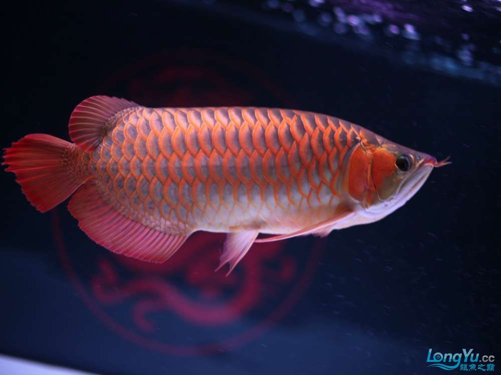 古典龍魚是金龍還是紅龍（金龍魚和紅龍魚哪個(gè)更具古典美感金龍魚和紅龍魚區(qū)別） 龍魚百科 第3張